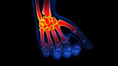 Tıbbi konsept için insan iskeleti bilek eklemi anatomisi 3 boyutlu illüstrasyon