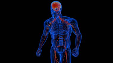 Tıbbi konsept 3 boyutlu illüstrasyon için merkezi sinir sistemi anatomisi olan insan omuriliği.