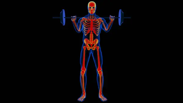 Anatomie Squelette Humain Pour Concept Médical Illustration — Photo