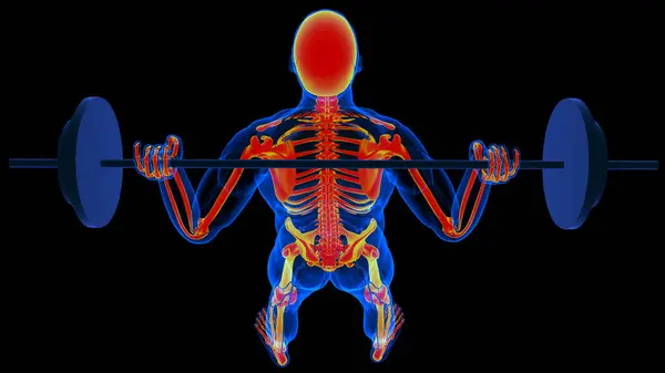 Tıbbi Konsept Için Insan Iskeleti Anatomisi Boyutlu Illüstrasyon — Stok fotoğraf