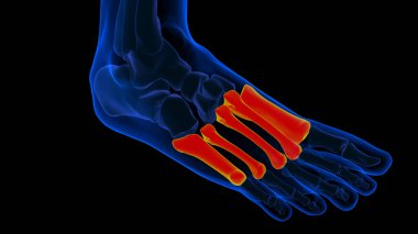 Tıbbi konsept için insan iskeleti metatarsal kemik anatomisi.