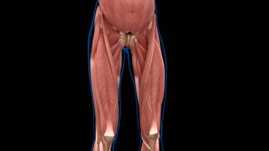 Tıbbi konsept 3 boyutlu illüstrasyon için insan kadın kas anatomisi