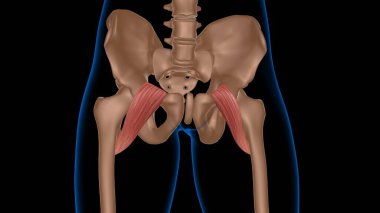 Tıbbi konsept 3 boyutlu illüstrasyon için insan kadın kas anatomisi