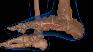 Tıbbi konsept 3 boyutlu illüstrasyon için insan kadın kas anatomisi