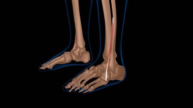 Tıbbi konsept 3 boyutlu illüstrasyon için insan kadın kas anatomisi