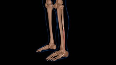 Tıbbi konsept 3 boyutlu illüstrasyon için insan kadın kas anatomisi