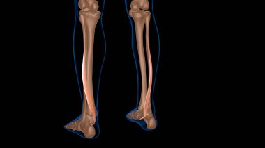 Tıbbi konsept 3 boyutlu illüstrasyon için insan kadın kas anatomisi