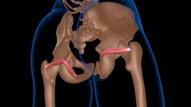Tıbbi konsept 3 boyutlu illüstrasyon için insan kadın kas anatomisi