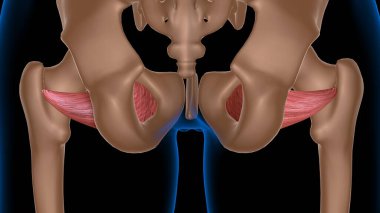 Tıbbi konsept 3 boyutlu illüstrasyon için insan kadın kas anatomisi