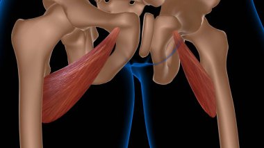 Tıbbi konsept 3 boyutlu illüstrasyon için insan kadın kas anatomisi