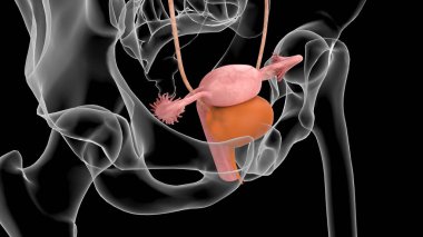 3D Illustration Female Urinary System With Uterus For Medical Concept clipart