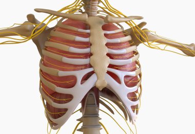 human lungs with trachea anatomy for medical concept 3D illustration