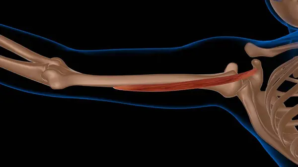 Anatomia Mięśni Ludzkich Kobiet Dla Koncepcji Medycznej Ilustracja Zdjęcia Stockowe bez tantiem
