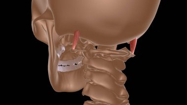 Tıbbi konsept 3 boyutlu illüstrasyon için insan kadın kas anatomisi