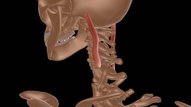 Tıbbi konsept 3 boyutlu illüstrasyon için insan kadın kas anatomisi