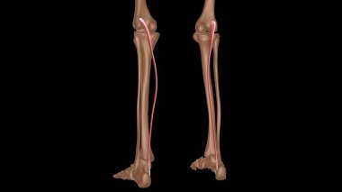 Tıbbi konsept 3 boyutlu illüstrasyon için insan kadın kas anatomisi