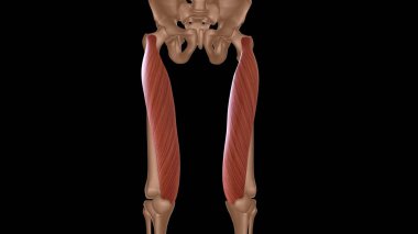 Tıbbi konsept 3 boyutlu illüstrasyon için insan kadın kas anatomisi
