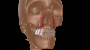 Tıbbi konsept 3 boyutlu illüstrasyon için insan kadın kas anatomisi