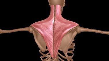 Tıbbi konsept 3 boyutlu illüstrasyon için insan kadın kas anatomisi