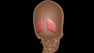 human female muscle anatomy for medical concept 3d illustration clipart