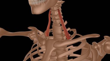 human female muscle anatomy for medical concept 3d illustration clipart