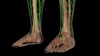 Tıbbi konsept için iskeleti olan kadın lenf düğümleri 3 boyutlu illüstrasyon