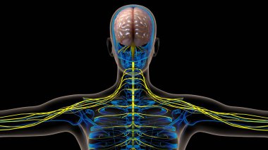Tıbbi konsept 3 boyutlu illüstrasyon için insan beyni merkezi sinir sistemi anatomisi