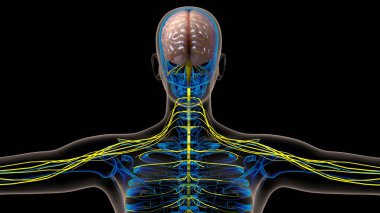 Human brain central nervous system anatomy for medical concept 3D illustration clipart
