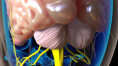 Tıbbi konsept 3 boyutlu illüstrasyon için insan beyni merkezi sinir sistemi anatomisi