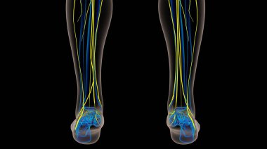 Tıbbi Konsept 3B İllüstrasyon İçin İnsan Sinir Sistemi Anatomisi
