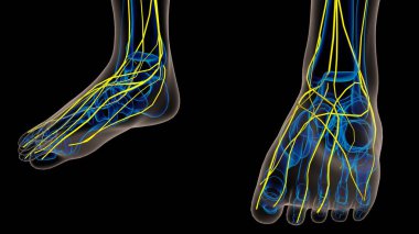 Tıbbi Konsept 3B İllüstrasyon İçin İnsan Sinir Sistemi Anatomisi