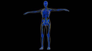 Tıbbi Konsept 3B İllüstrasyon İçin İnsan Sinir Sistemi Anatomisi