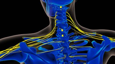 Tıbbi Konsept 3B İllüstrasyon İçin İnsan Sinir Sistemi Anatomisi