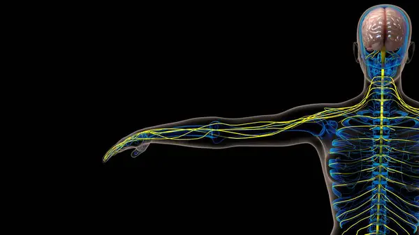 Anatomía Del Sistema Nervioso Central Del Cerebro Humano Para Concepto Imagen De Stock