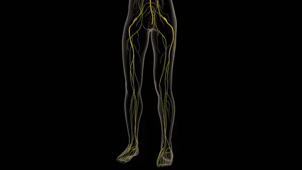 Ludzki Układ Nerwowy Anatomia Medyczna Koncepcja Ilustracja Obrazek Stockowy
