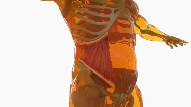 Internal Oblique anatomy for medical concept 3D illustration clipart