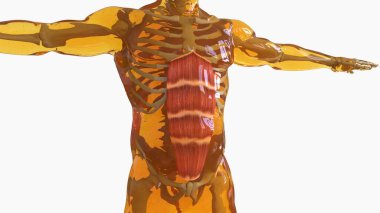 Rectus Abdominis Muscle anatomy for medical concept 3D illustration clipart