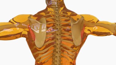 Teres Major Muscle anatomy for medical concept 3D illustration clipart