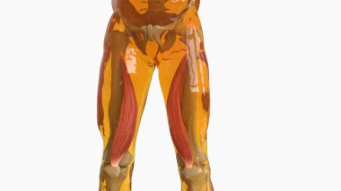 Tıbbi Konsept için Vastus Medialis Kas Anatomisi 3 boyutlu Görüntü