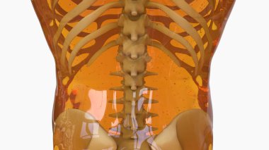Human skeleton anatomy For Medical Concept 3d illustration clipart