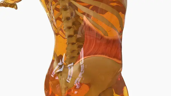 Wewnętrzna Anatomia Oblique Dla Koncepcji Medycznej Ilustracja Obraz Stockowy