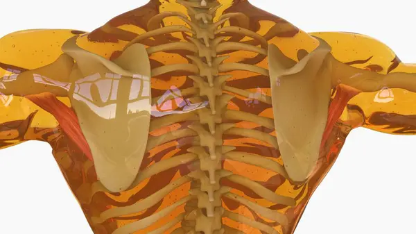 Teres Major Anatomía Muscular Para Concepto Médico Ilustración Fotos De Stock