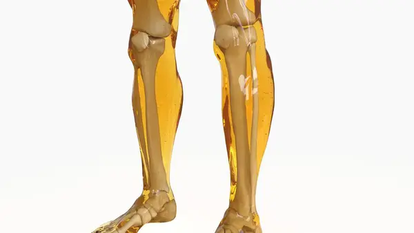 Anatomía Del Esqueleto Humano Para Concepto Médico Ilustración Imágenes De Stock Sin Royalties Gratis