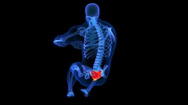 Çember çizen Sacral omurgası tıbbi konsept 3 boyutlu animasyon için insan iskeleti anatomisini ezer.