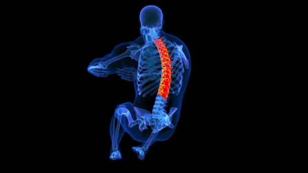 Vértebras Torácicas Haciendo Crunches Círculo Esqueleto Humano Anatomía Para Concepto — Vídeos de Stock