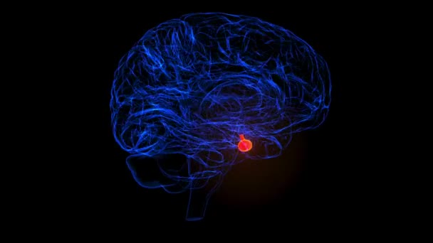 Мозок Гіпофіз Анатомія Медичної Концепції Анімація — стокове відео