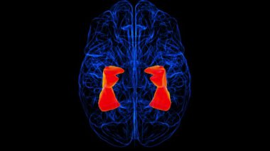 Brain fusiform Gyrus Anatomy For Medical Concept 3D animation