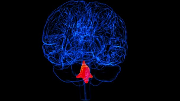 Quarto Ventricolo Cerebrale Dell Anatomia Cerebrale Animazione Del Concetto Medico — Video Stock