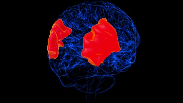 Brain Angular Gyrus Anatomy Medical Concept Animation — Vídeo de Stock