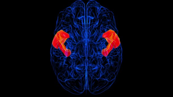 Brain Anterior Part Superior Temporal Gyrus Anatomy Medical Concept Animation — Stok video